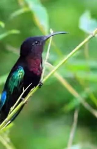 Le Nid Des Colibris, Charmant T3 Spacieux Et Paisible, Votre Refuge Ideal Pour Un Sejour Memorable Entre Ville, Plages & Cascades Fort-de-France Martinique